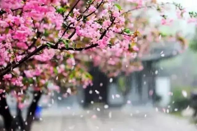 女神节相约美丽,女神节相约一起踏青赏花