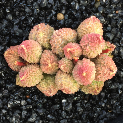 水泡系列的多肉有哪些,盘点七大常见的迷你小多肉