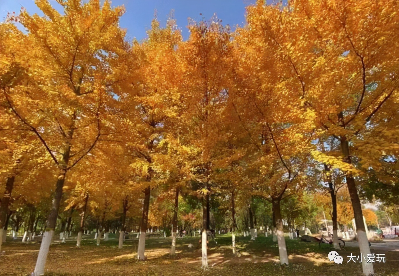 北京红螺寺银杏最佳观赏时间,北京赏银杏景区有哪些