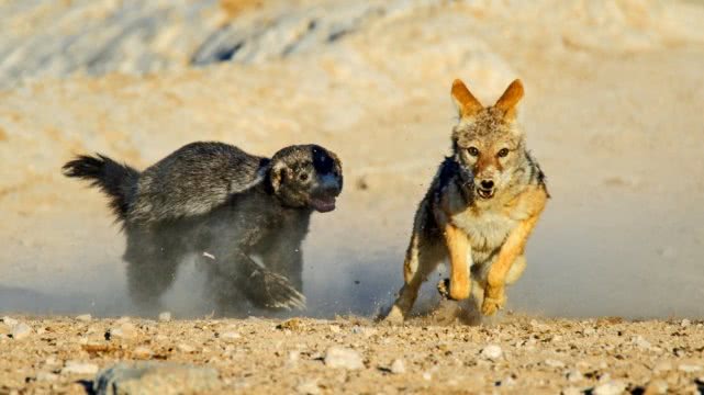 蜜獾平头哥为什么那么厉害,蜜獾平头哥最艰难的大战