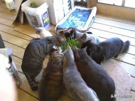 猫咪每天都要舔我脸,猫咪每天要舔自己800次