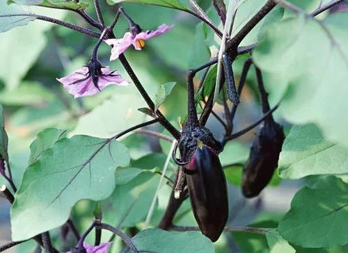 茄子黄萎病是怎么引起的,茄子黄萎病的最佳防治方法