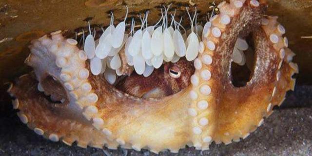 “憨憨”蛇将尾巴当美餐吞掉，这不是饿昏眼，有可能是吃饱了撑的