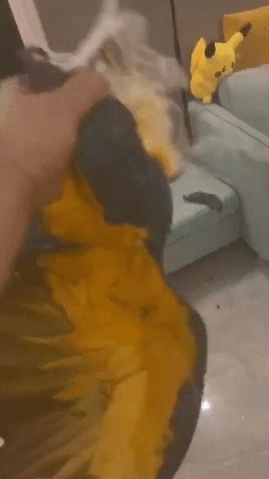 到底什么原因主人对金刚鹦鹉拳打脚踢，竟是金刚鹦鹉大声尖叫