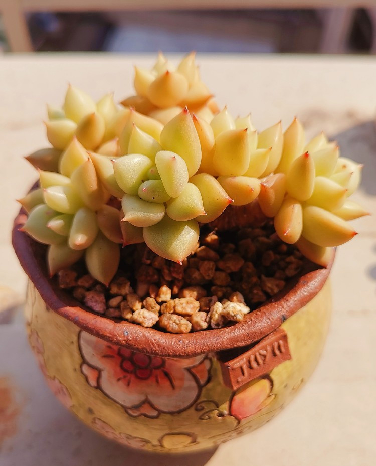 养多肉的感悟熬过冬季,象牙多肉养护方法