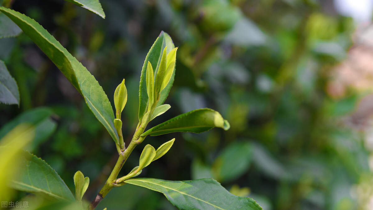 西湖龙井的四大品牌,西湖龙井什么品牌最好