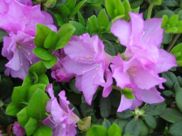 杜鹃花叶子枯萎的补救办法,杜鹃花叶子干枯怎么办