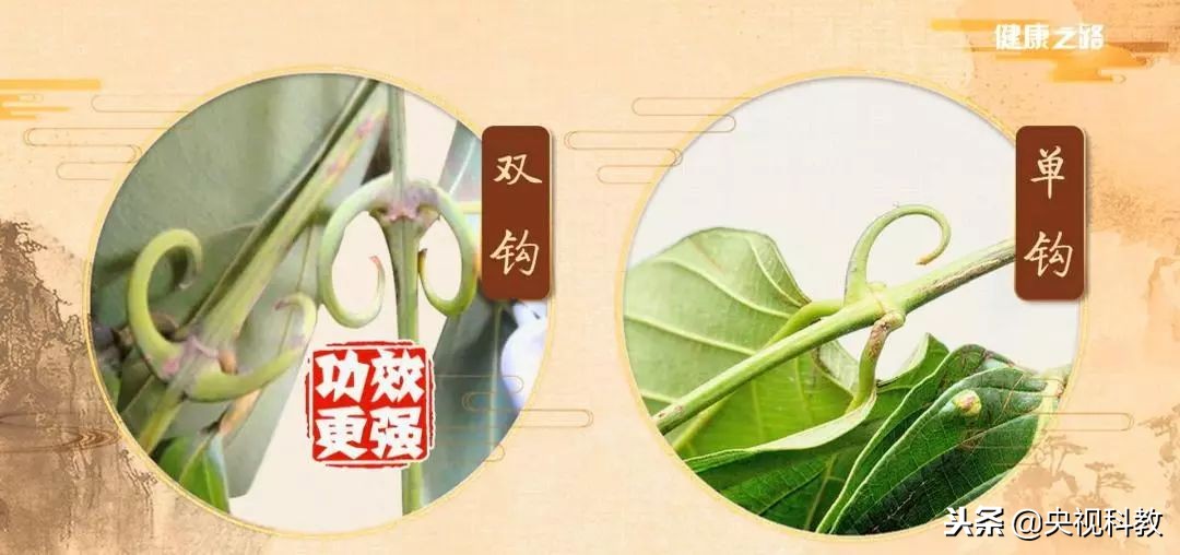 通经络的植物有哪些,绿植哪些有药用价值