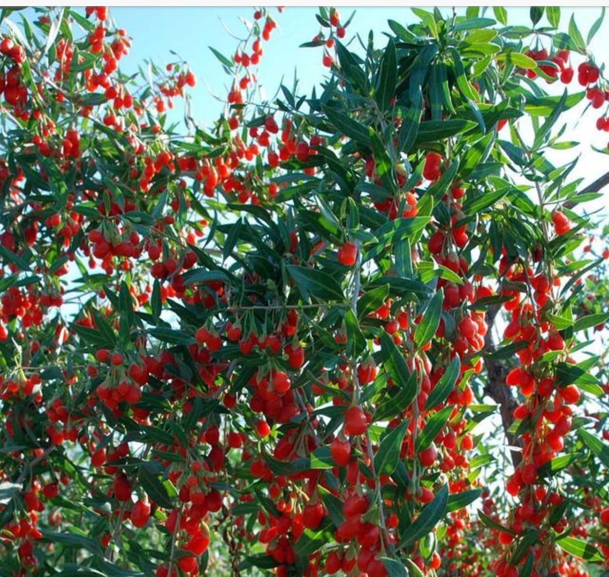 枸杞的种植与生长条件,枸杞生长全过程