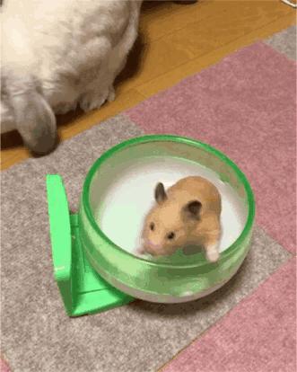 怎么饲养仓鼠要注意什么,饲养仓鼠的注意事项都有哪些