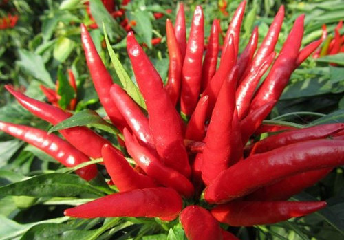 辣椒最好的品种是哪些品种,适宜海南种植的辣椒品种