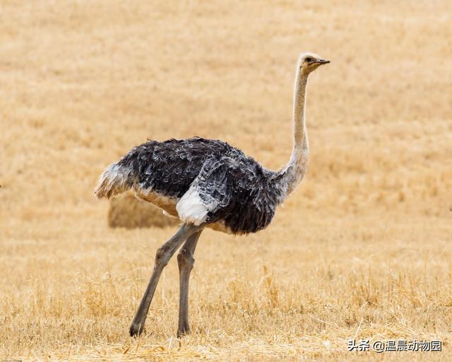 鸵鸟把头埋进沙子的原因,鸵鸟是不是真的很胆小