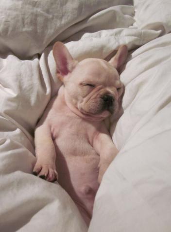 犬脐疝,小狗有脐疝怎么引起的