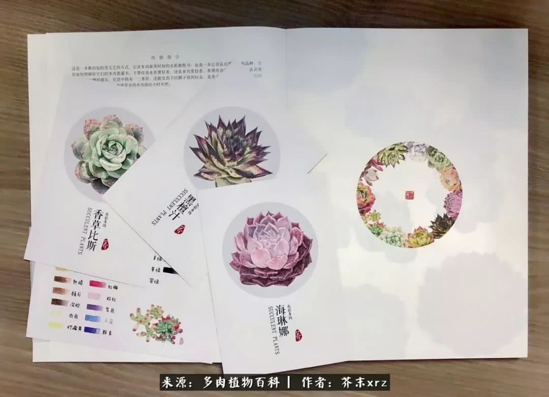 那个爱画多肉的小姑娘带着她的心头肉又来啦!