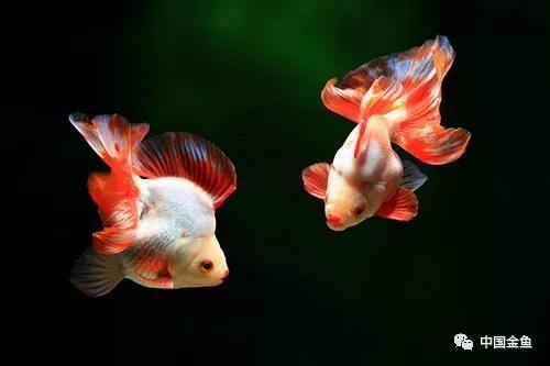 鱼缸水发浑发臭咋回事,鱼缸刚换的水就变浑浊发臭