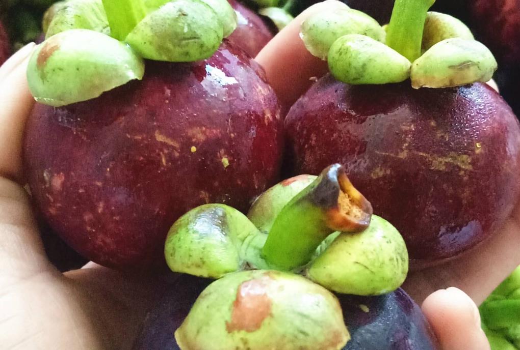 山竹挑选小技巧学会了个个都新鲜,挑选好又甜的山竹方法介绍