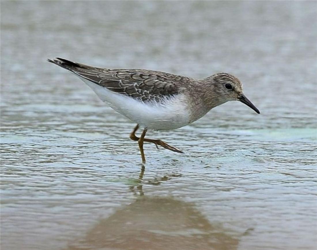 鸟中好爸爸!雌鸟只负责下蛋,孵卵与育幼的任务全留给雄鸟