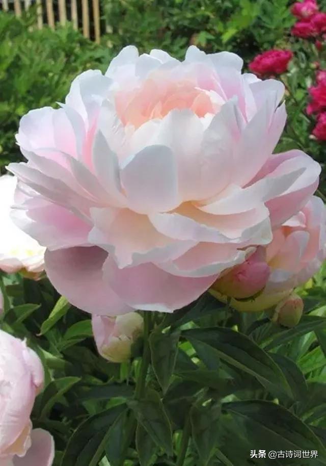 古诗中赞美牡丹的诗句有哪些,我见过雍容华丽的牡丹阅读答案