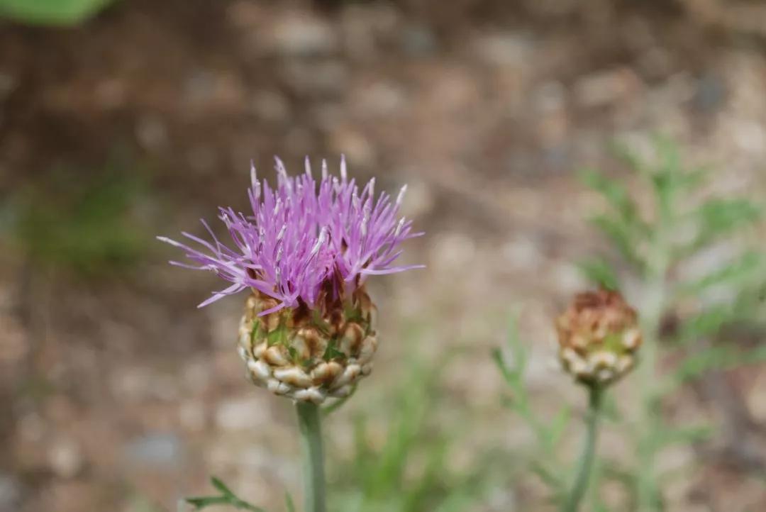 冬天常见中药植物图片及功效,花期长的草本植物图片