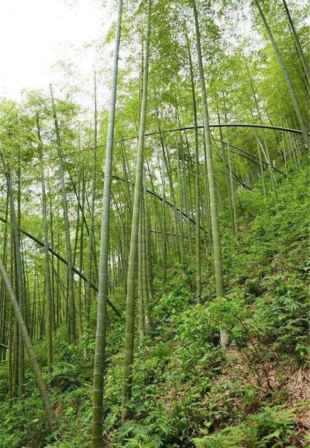 竹篮女王肖开琴：一个离婚的农村女人，靠竹子发家年产值800万