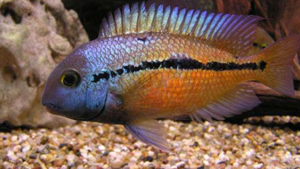 慈鲷品种,慈鲷类型