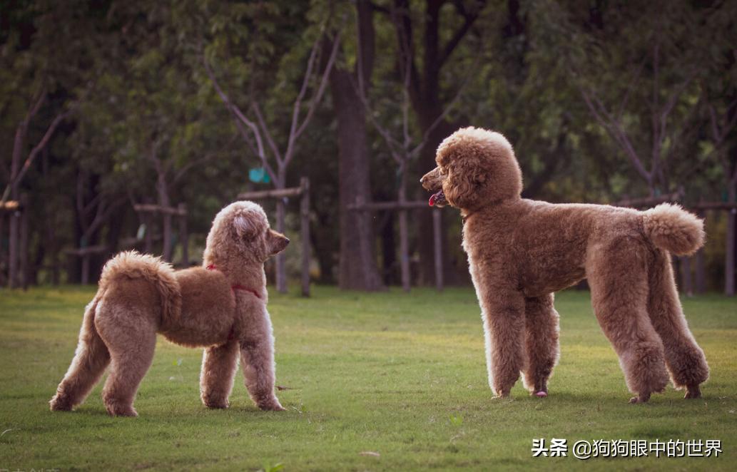 巨型贵宾犬到底有多聪明,巨型贵宾犬聪明吗