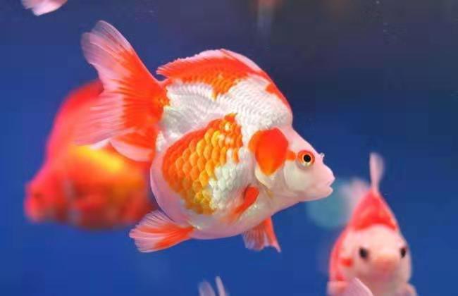 流浪猫被收养喂熏鱼,流浪猫狗被领养前后