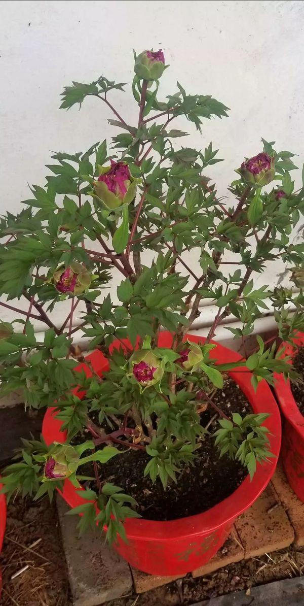 牡丹开花真好看,牡丹好看花不香