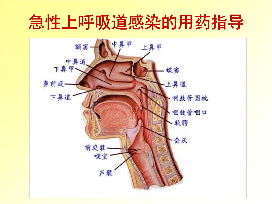 过敏性紫癜性肾炎,过敏性紫癜性肾炎的临床表现