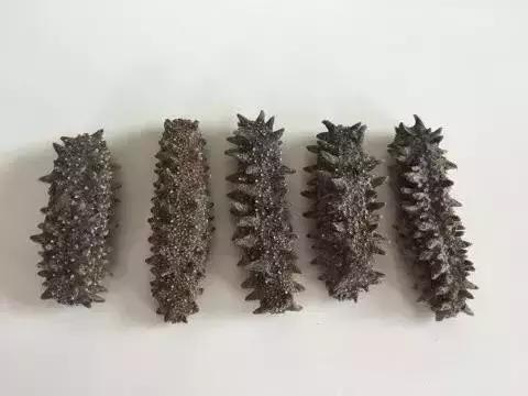 海参的高级介绍,海参营养丰富可你真的了解海参吗