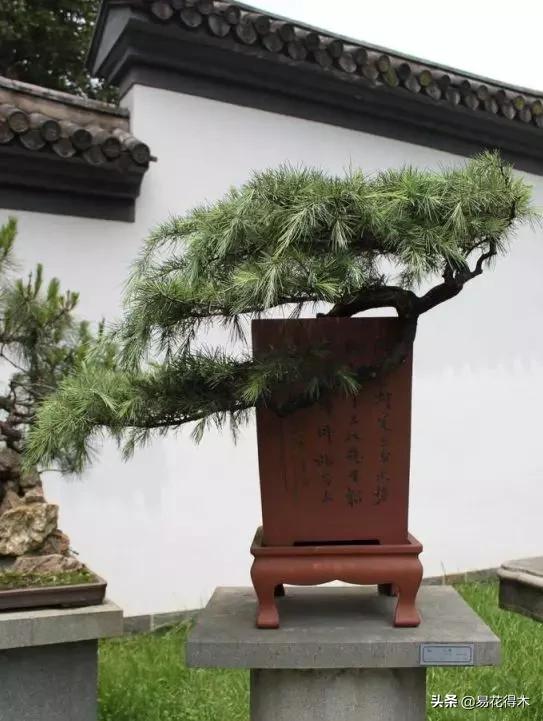 雪松盆景怎么打理,雪松盆景制作过程