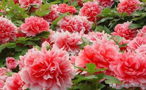 家里养花肥料上多了怎么补救,家里养花缺营养怎么办