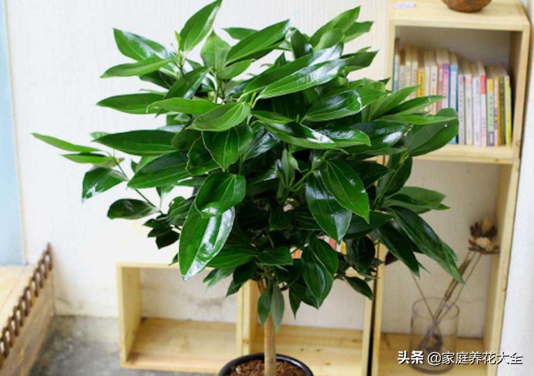 夏季平安树叶子干枯掉叶怎么办,平安树干枯掉叶子还能活吗