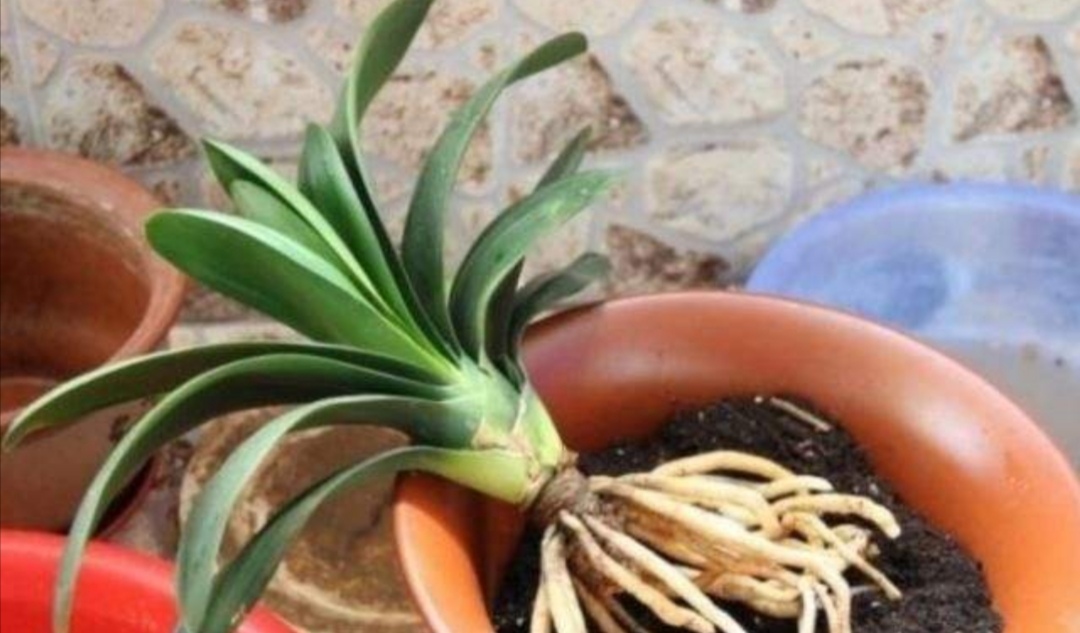 刚买的君子兰怎样换盆,刚买的君子兰可以换盆吗