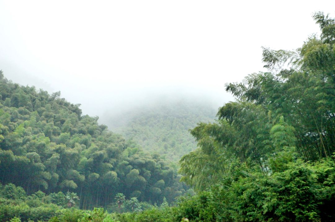 一场烟雨，把人困进仙境！藏在金华南山的这个小村，不求爆红，只求安静邂逅！