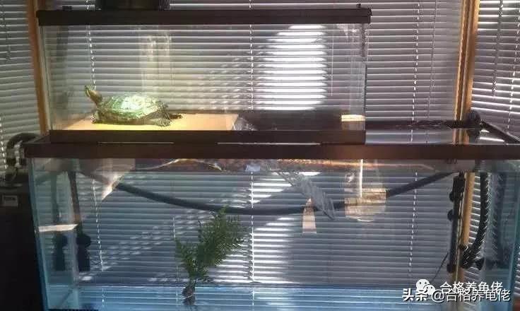 40度高温养龟怕热,养龟如何应对突然降温天气