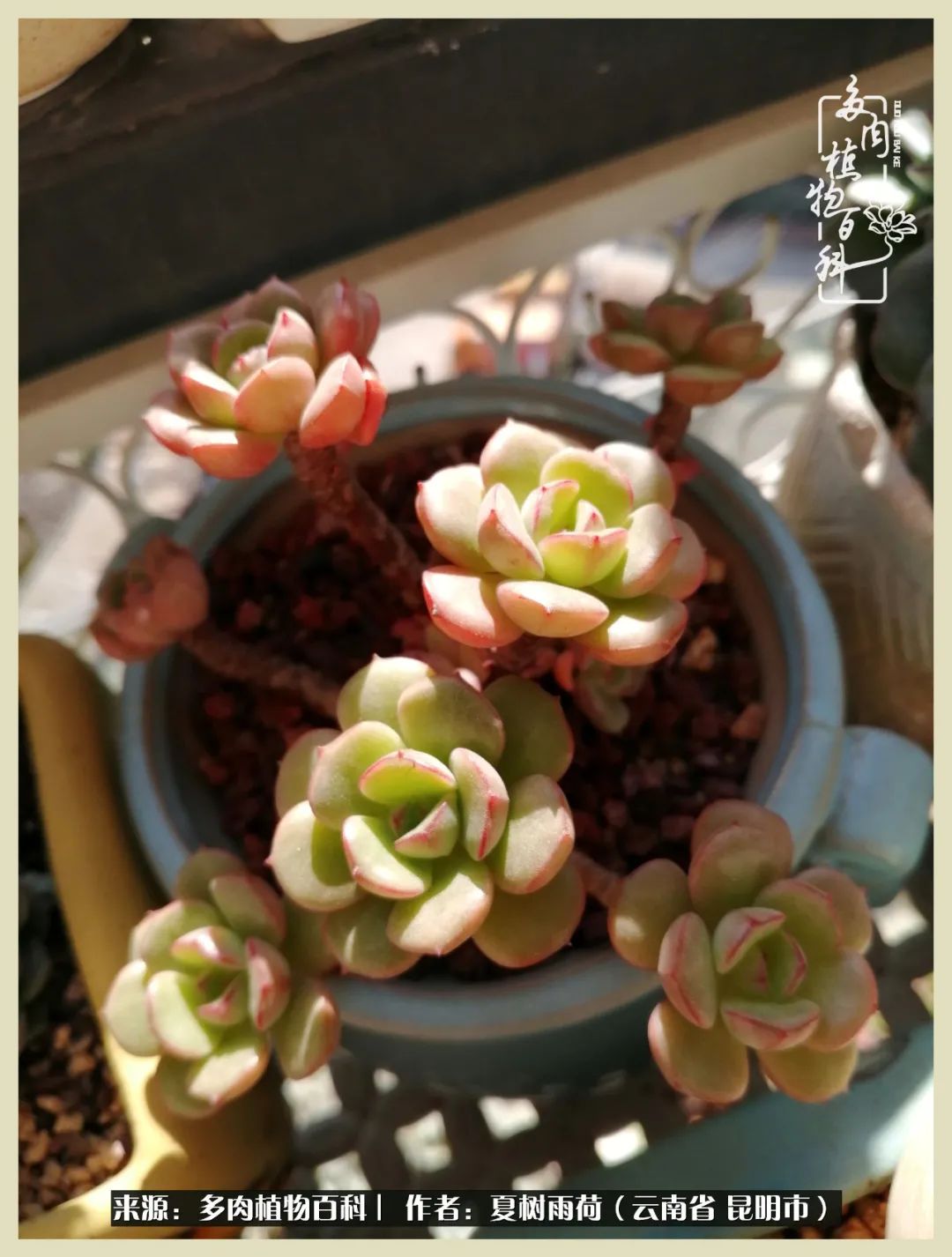 自从养了多肉有了窗台想要个阳台,养多肉10年多