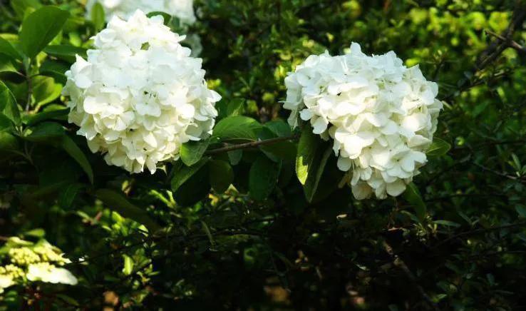 石楠花为什么是生命之花,石楠花是怎样的