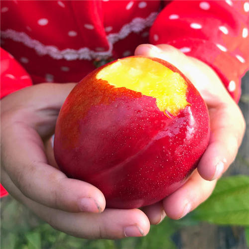 山东的水果特产,夏季山东地区可以吃的应季水果