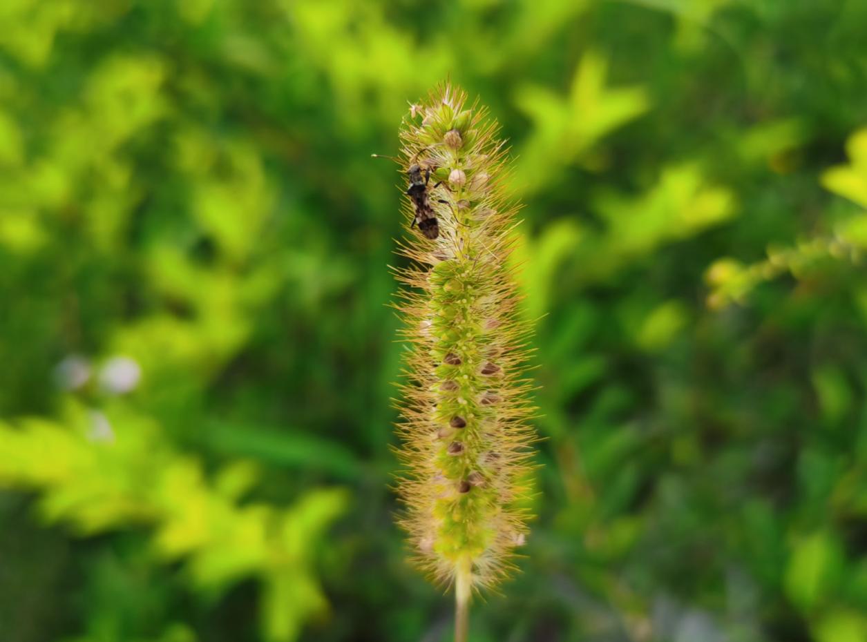 荣耀play4pro普通版跟红外版,荣耀play4pro和荣耀play4tpro