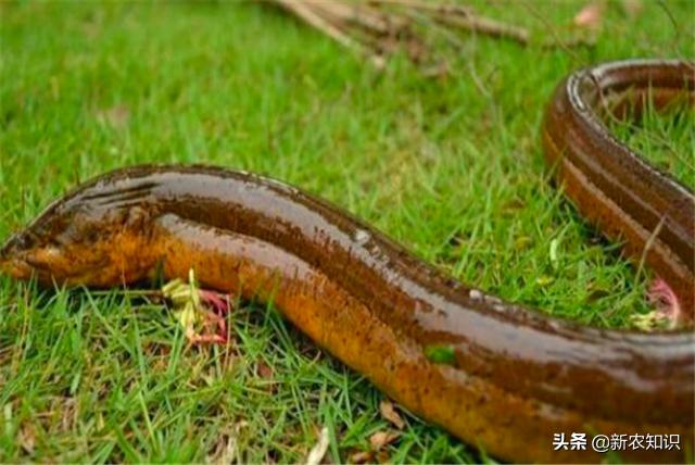 稻田养殖黄鳝技术有哪些优点,最新黄鳝稻田养殖技术