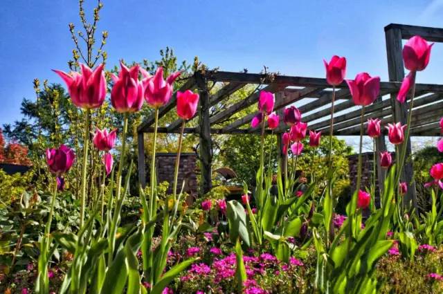 荷兰花海最值得一去的是哪里,荷兰最大花卉公园