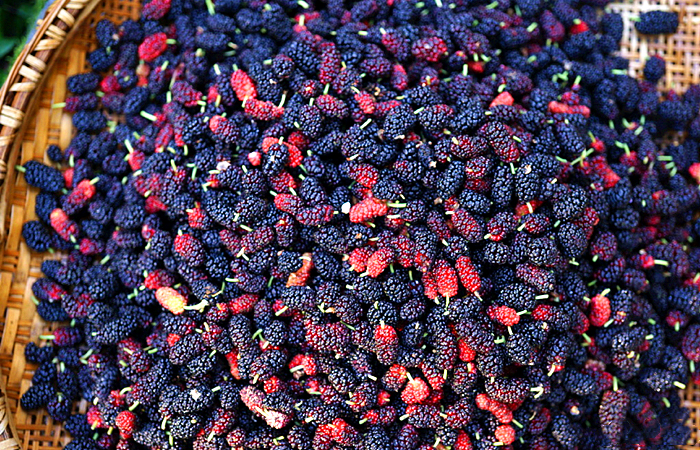 桑葚泡酒的正确方法与功效,桑葚泡酒的方法