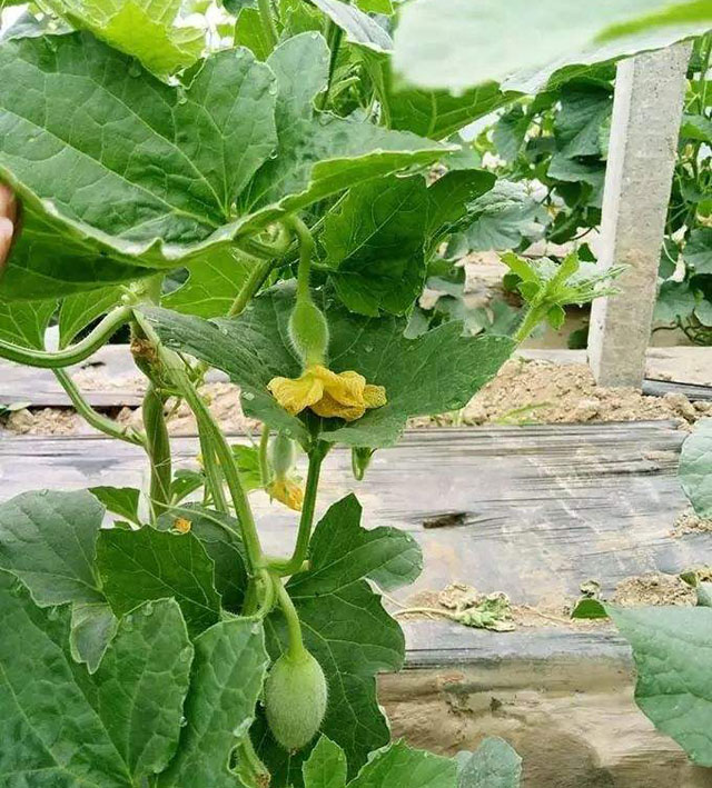 绿宝甜瓜成熟了裂口是怎么回事,绿宝甜瓜为什么裂瓜