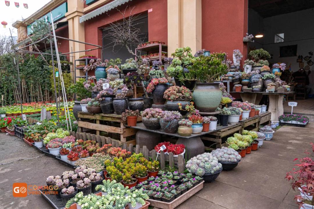重庆最大的花市在哪里,重庆花市排名前十名