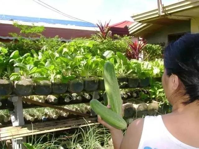 大塑料桶变废为宝种菜,阳台种菜塑料瓶变废为宝