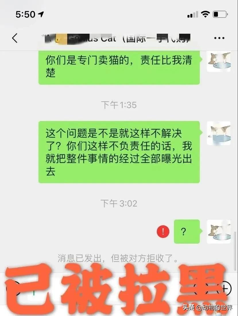 养了四年缅因猫被淹死,缅因猫23万后续
