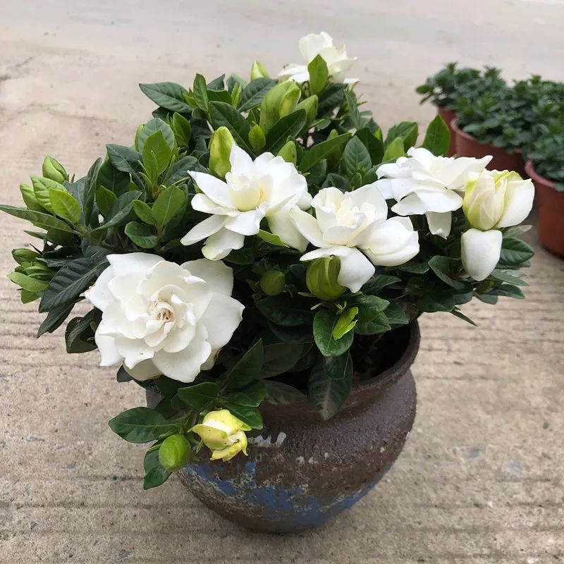 耐寒又好看的花期最好养的10种花,夏天到了5种花要少浇水