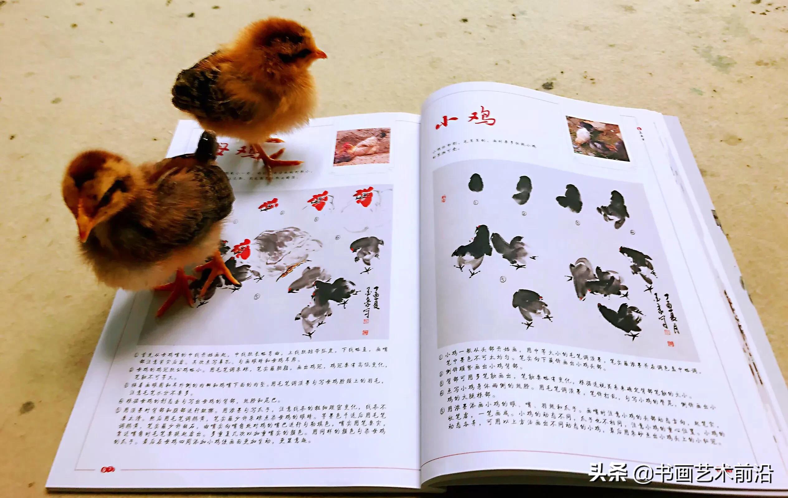 小鸡写意画作品欣赏,墨豪画鸡创意作品