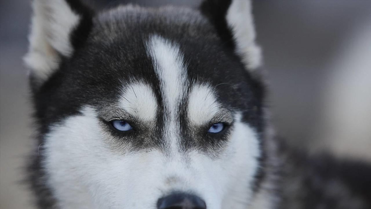 不听话的狗如何驯服,如何引导宠物狗不发脾气